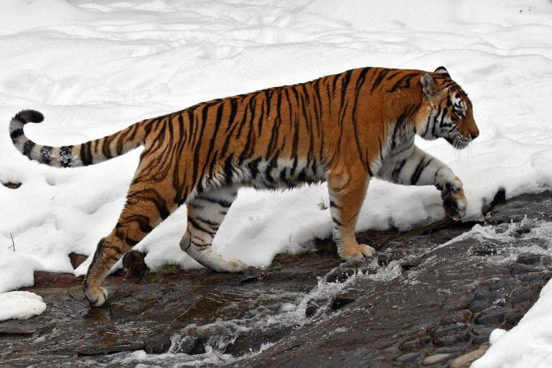 Амурский тигр - описание, где обитает, питание, Красная книга и фото в природе