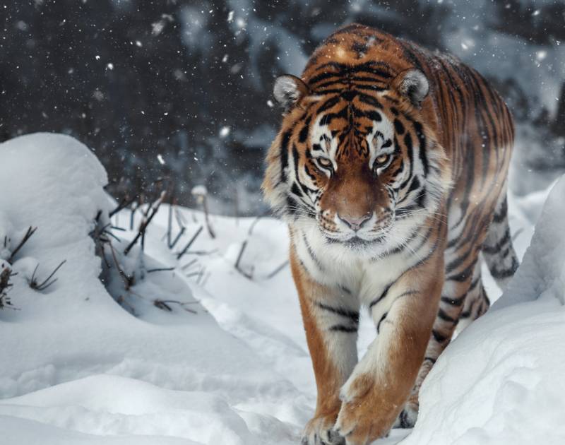 Амурский тигр - описание, где обитает, питание, Красная книга и фото в природе
