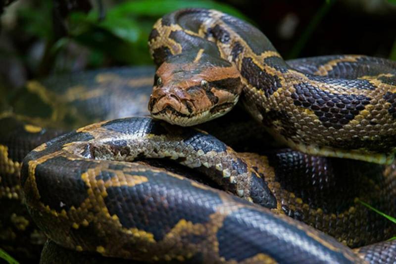 Анаконда - описание и характеристики змеи, размер, вес, среда обитания, фото в природе