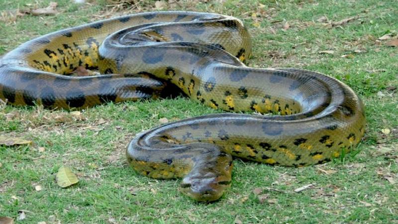 Анаконда - описание и характеристики змеи, размер, вес, среда обитания, фото в природе