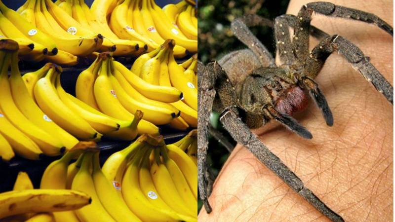Банановый паук - описание, среда обитания, питание, размер, укус, яд и фото в природе