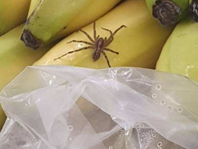 Банановый паук - описание, среда обитания, питание, размер, укус, яд и фото в природе