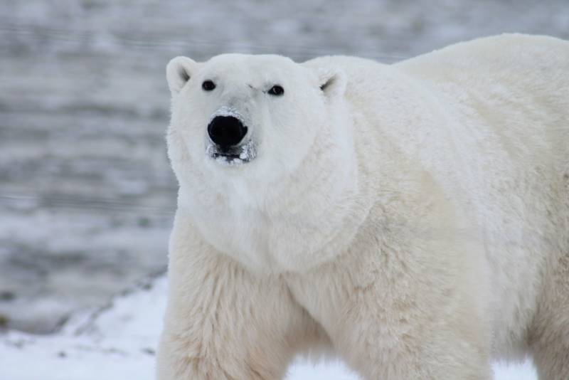 Белый медведь - где живет, размеры, питание, охранный статус и фото животного