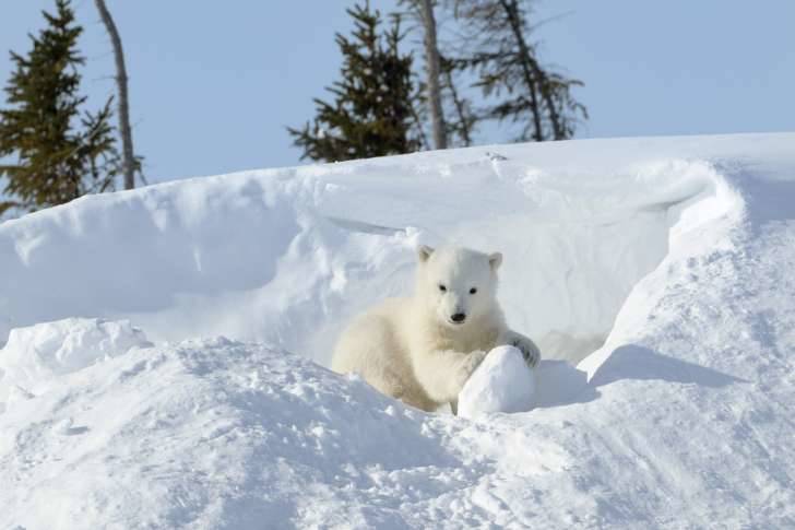 Белый медведь - где живет, размеры, питание, охранный статус и фото животного
