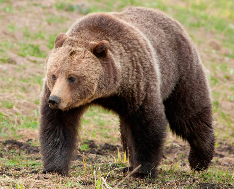 Бурый медведь - описание видов, где обитает, питание, спячка, фото в природе
