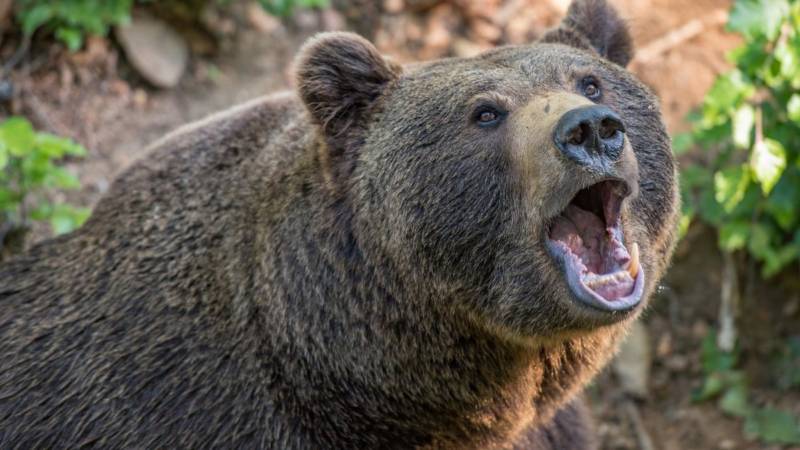 Бурый медведь - описание видов, где обитает, питание, спячка, фото в природе
