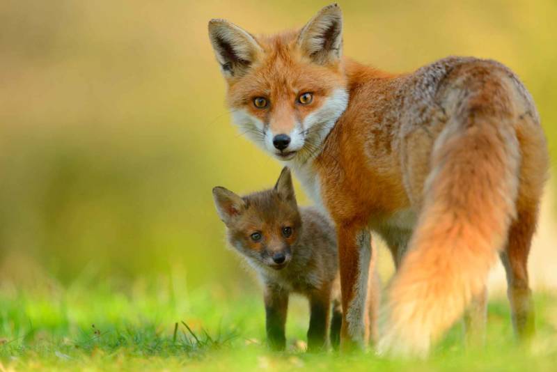 Обыкновенная лисица - размеры, виды, описание и фото хищного животного