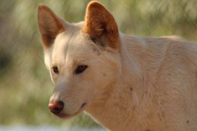 Динго - особенности, описание, внешний вид, образ жизни и фото одичавших собак