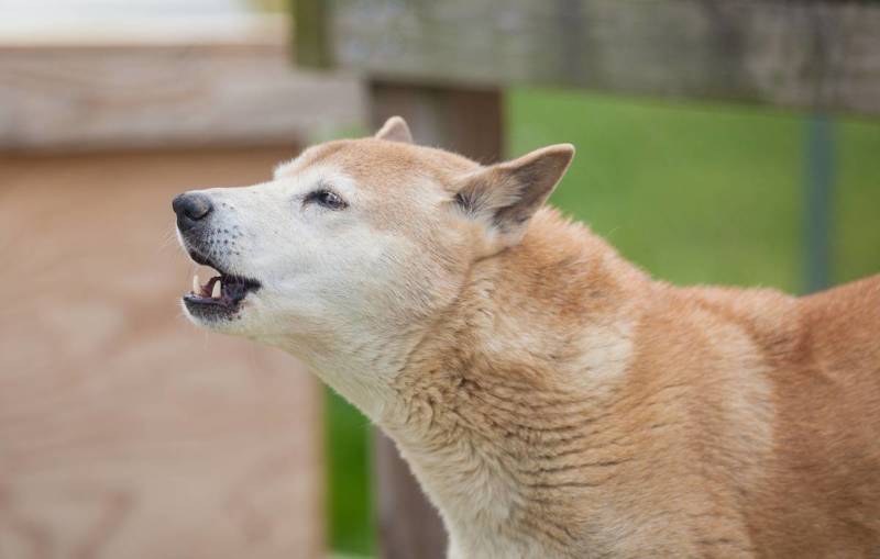 Динго - особенности, описание, внешний вид, образ жизни и фото одичавших собак