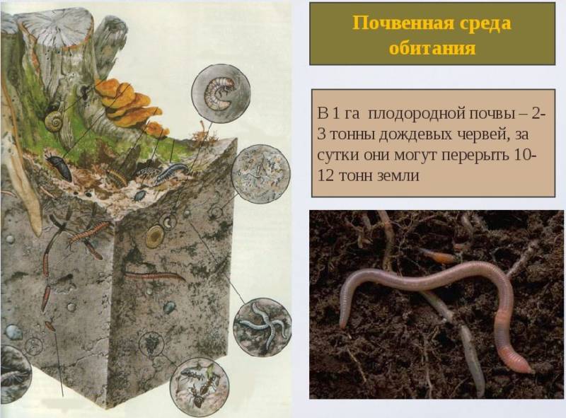 Дождевой червь - описание, система строения, значение, питание и фото животного