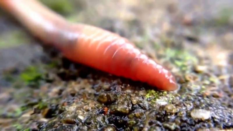 Дождевой червь - описание, система строения, значение, питание и фото животного