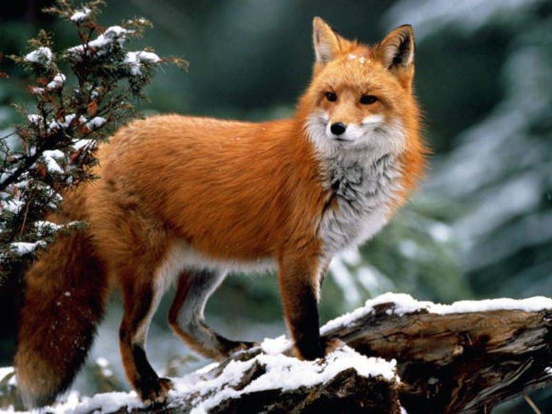 Обыкновенная лисица - размеры, виды, описание и фото хищного животного