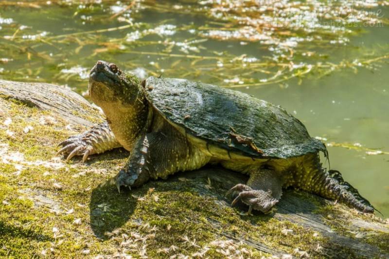 Грифовая черепаха - описание, характеристики, среда обитания, чем питается, популяция и фото в природе