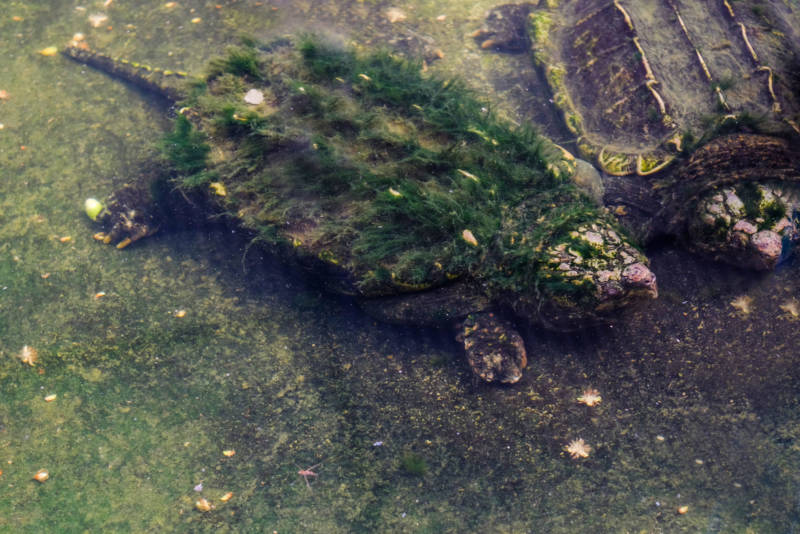 Грифовая черепаха - описание, характеристики, среда обитания, чем питается, популяция и фото в природе