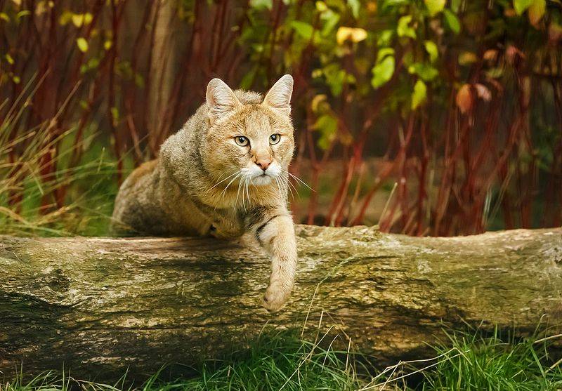 Камышовый кот - описание, характеристики, чем питается, размеры, фото
