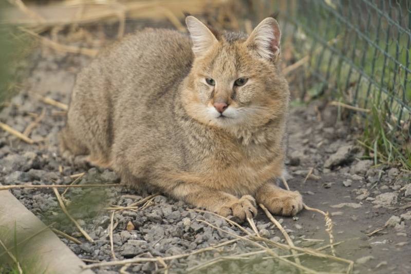 Камышовый кот - описание, характеристики, чем питается, размеры, фото
