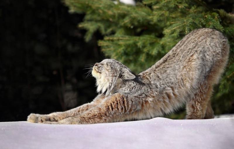 Канадская рысь - описание, где обитает, размеры, вес, охранный статус и фото в природе