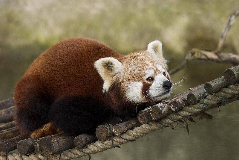Красная панда - описание, характеристики, где обитает, охранный статус и фото в природе