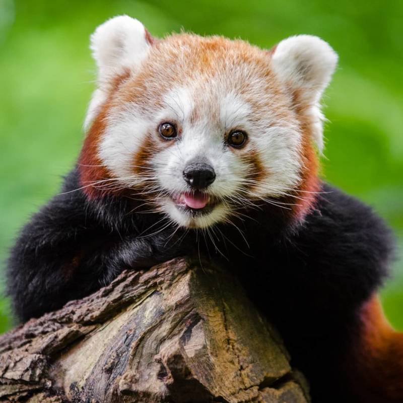 Красная панда - описание, характеристики, где обитает, охранный статус и фото в природе