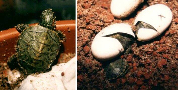Красноухая черепаха - описание, характеристики, среда обитания, уход и кормление в домашних условиях, фото в природе
