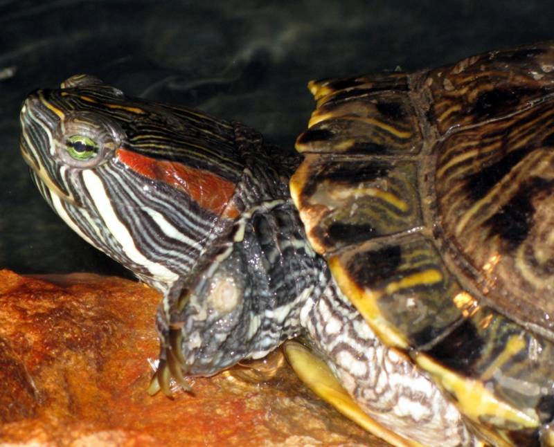 Красноухая черепаха - описание, характеристики, среда обитания, уход и кормление в домашних условиях, фото в природе
