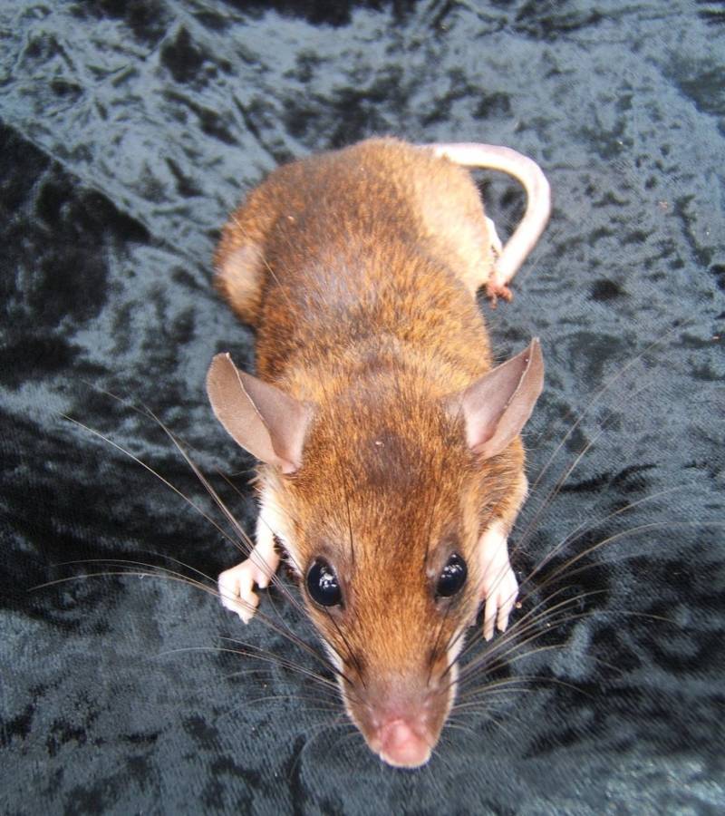 Крыса - описание, виды, разница с мышами, питание, интересные факты и фото