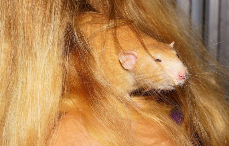 Крыса - описание, виды, разница с мышами, питание, интересные факты и фото