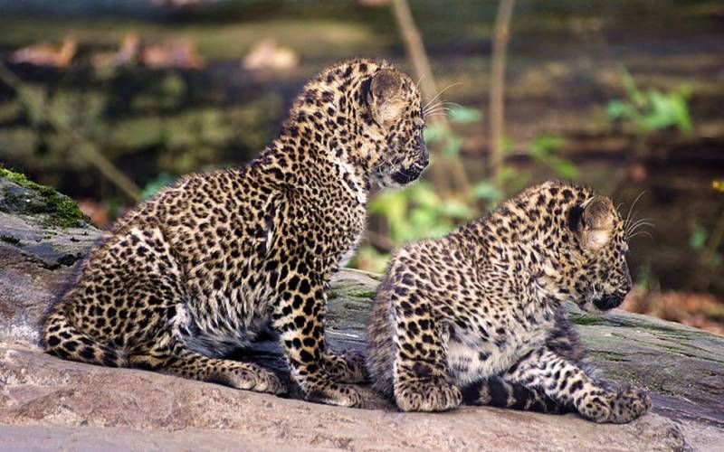 Леопард - описание, размеры, среда обитания, виды, питание и фото в природе