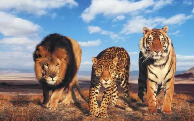 Леопард - описание, размеры, среда обитания, виды, питание и фото в природе