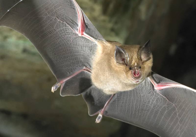 Летучие мыши - описание, чем питаются, среда обитания, польза и вред и фото в природе