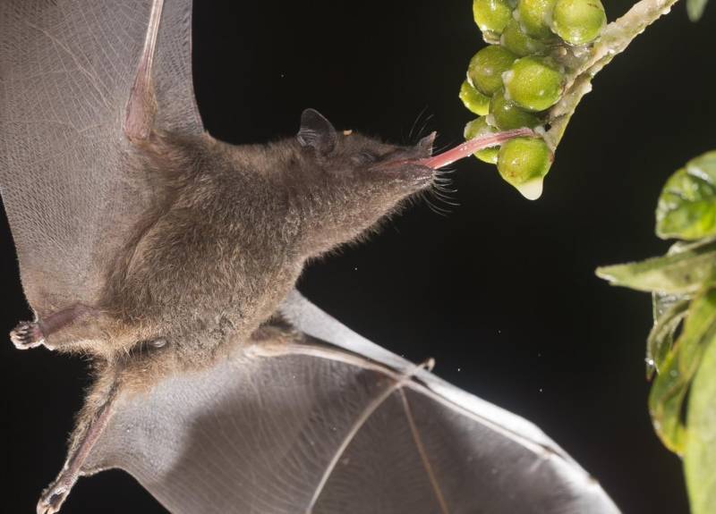 Летучие мыши - описание, чем питаются, среда обитания, польза и вред и фото в природе