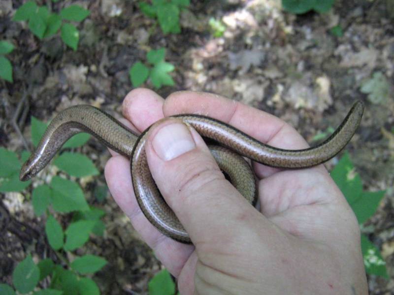Медянка обыкновенная - описание и характеристики змеи, среда обитания, ядовитая или нет, фото в природе