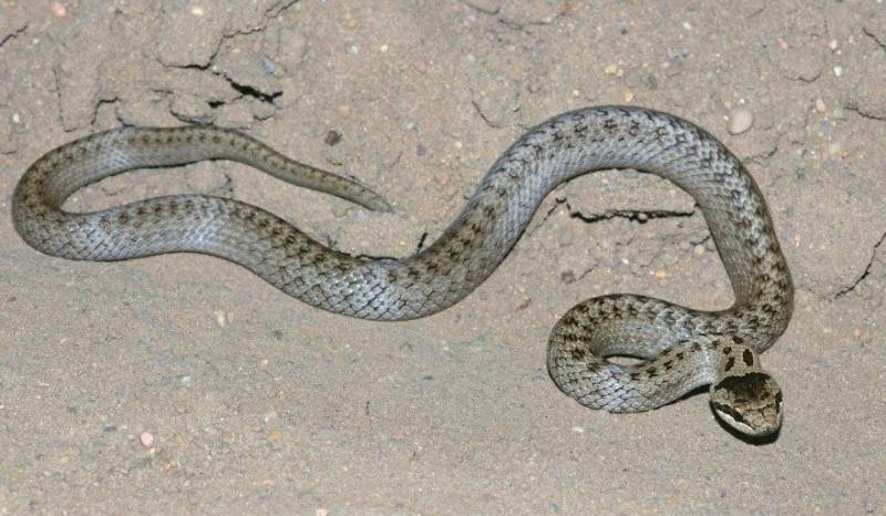 Медянка обыкновенная - описание и характеристики змеи, среда обитания, ядовитая или нет, фото в природе