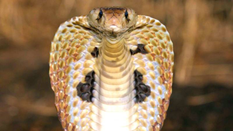Очковая змея (кобра) - описание, характеристики, враги, чем питается, среда обитания, Красная книга и фото в природе