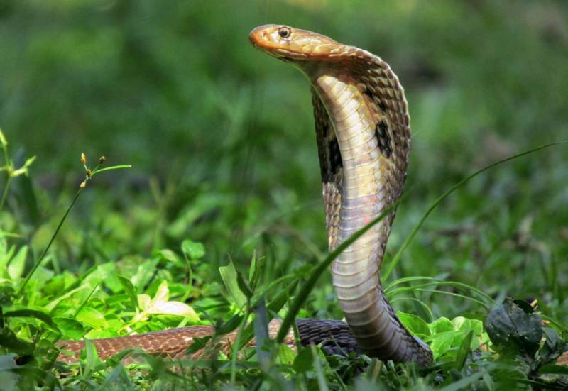 Очковая змея (кобра) - описание, характеристики, враги, чем питается, среда обитания, Красная книга и фото в природе