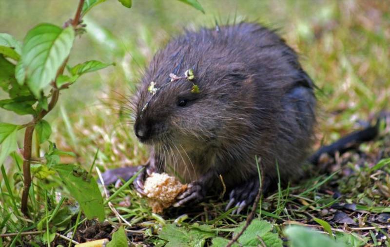 Ондатра (мускусная крыса) - описание животного, чем питается, среда обитания, фото в природе