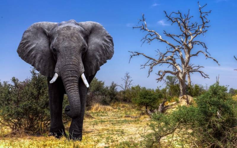 Слон - описание, сколько живут, среда обитания, чем питаются и фото в природе