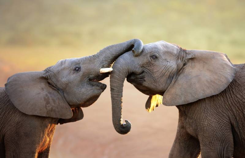 Слон - описание, сколько живут, среда обитания, чем питаются и фото в природе
