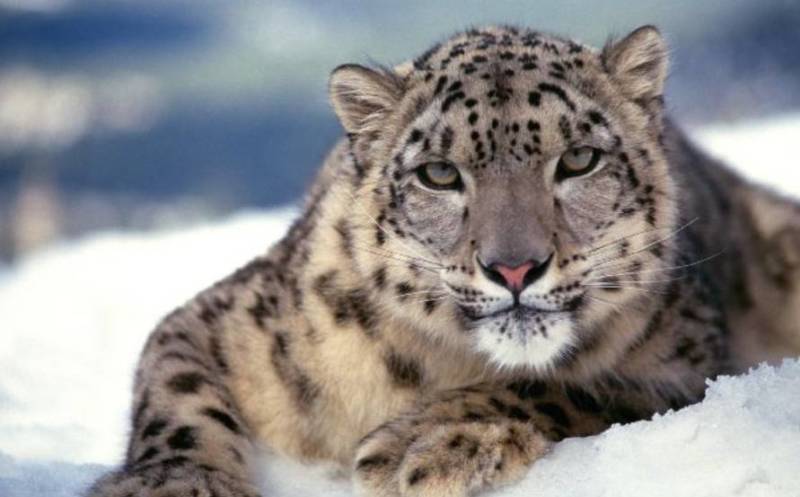 Снежный барс (Ирбис) - описание животного, среда обитания, Красная книга и фото в природе