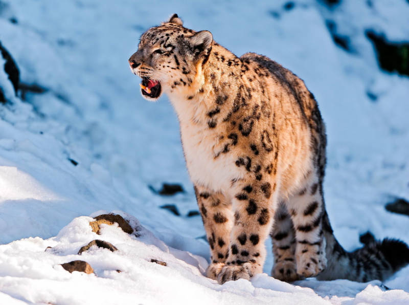 Снежный барс (Ирбис) - описание животного, среда обитания, Красная книга и фото в природе