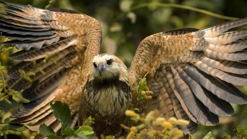 Сокол - описание и характеристики птицы, сколько живут, среда обитания, враги и фото в природе