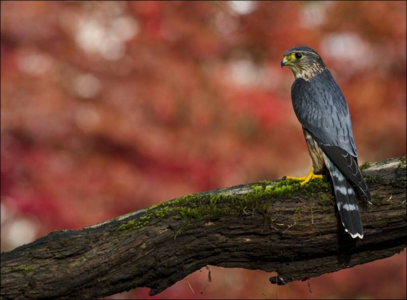 Сокол - описание и характеристики птицы, сколько живут, среда обитания, враги и фото в природе