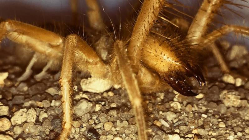 Сольпуга - описание характеристик, питание, ареал обитания, опасность для человека и фото паукообразного