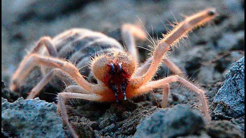 Сольпуга - описание характеристик, питание, ареал обитания, опасность для человека и фото паукообразного