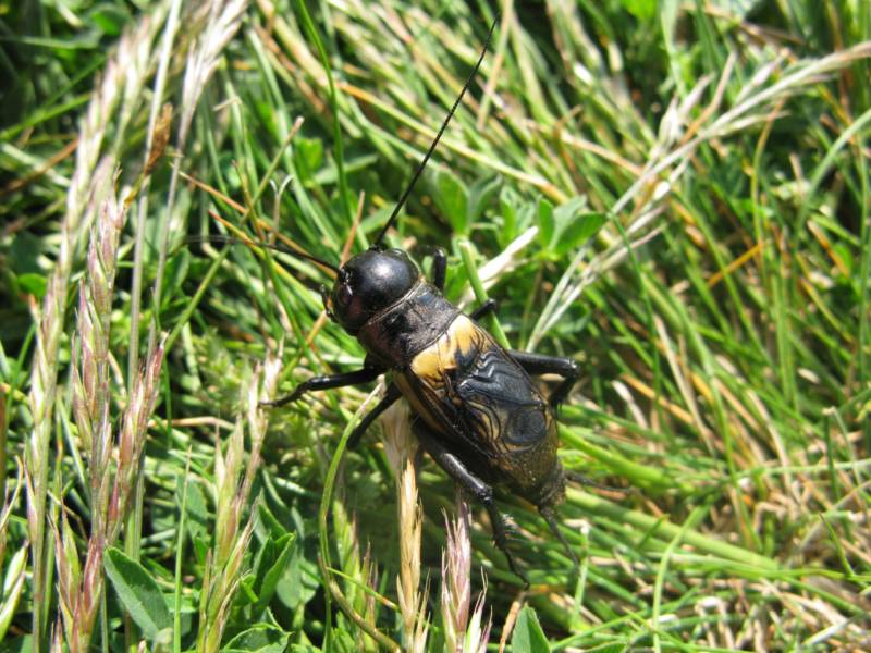 Сверчок - описание и характеристики насекомого, среда обитания, питание и фото в природе