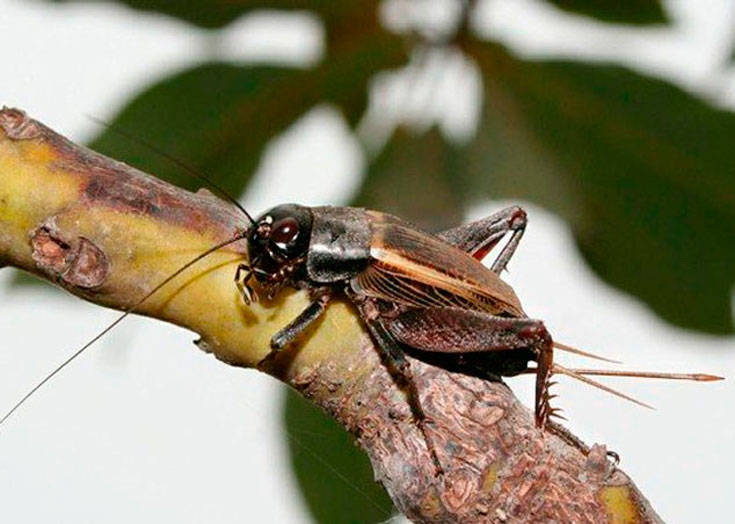 Сверчок - описание и характеристики насекомого, среда обитания, питание и фото в природе