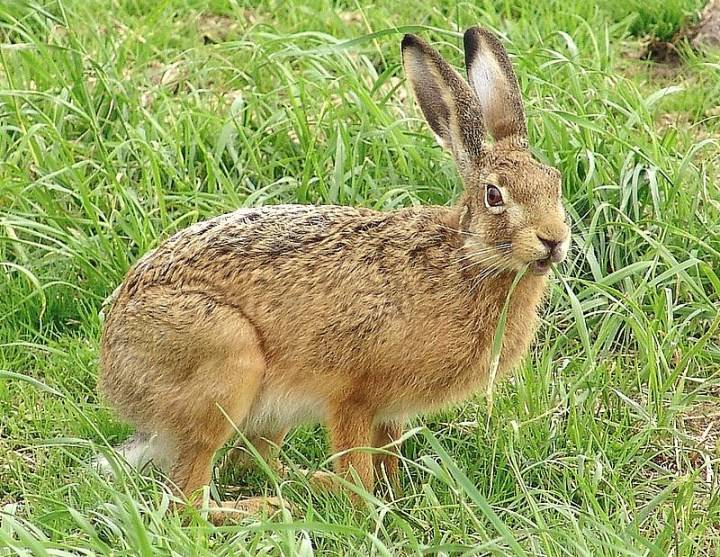 Зайцы - описание, характеристики образ жизни, виды и реальные фото животного