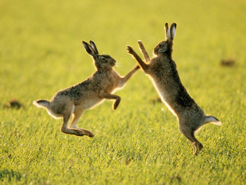 Зайцы - описание, характеристики образ жизни, виды и реальные фото животного
