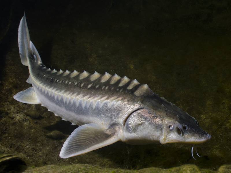 Белуга - описание рыбы, внешний вид, размеры и питание + фото морского животного