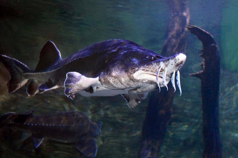 Белуга - описание рыбы, внешний вид, размеры и питание + фото морского животного